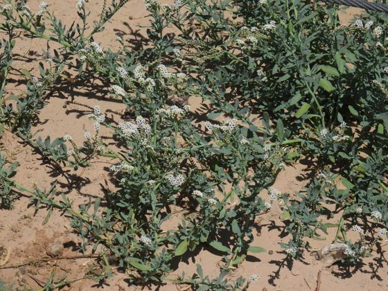 Alkali heliotrope (Heliotropium curassavicum)