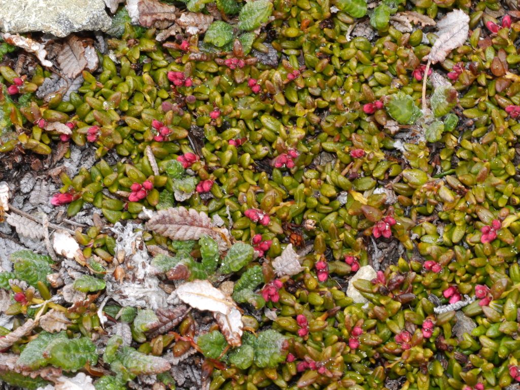 Alpine azalea (Kalmia procumbens)