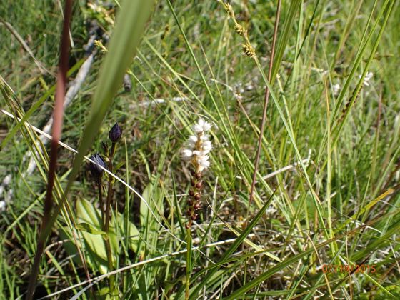 Alpine bistort (Bistorta vivipara)