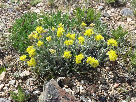 Alpine golden buckwheat (Eriogonum flavum)