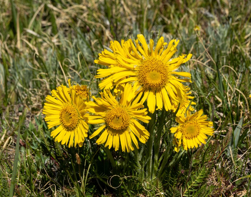 Alpine sunflower (Hymenoxys grandiflora)