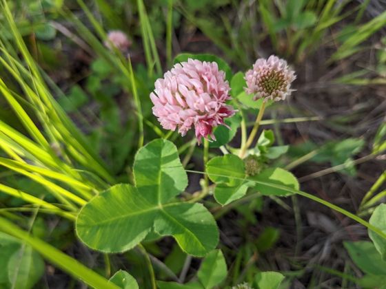 Alsike clover (Trifolium hybridum)