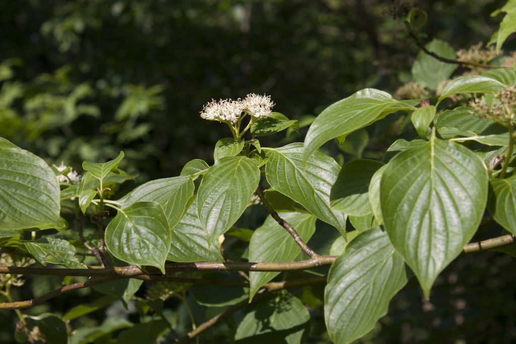 Alternate-leaved dogwood (Cornus alternifolia)