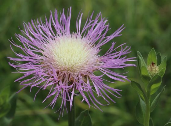 American basketflower (Plectocephalus americanus)