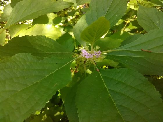 American beautyberry (Callicarpa americana)