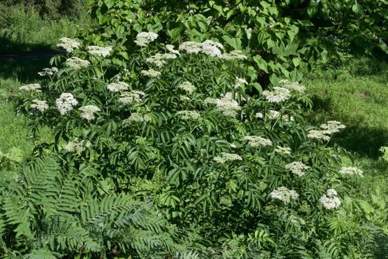 American black elderberry (Sambucus canadensis)