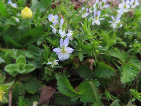 American field pansy (Viola rafinesquei)