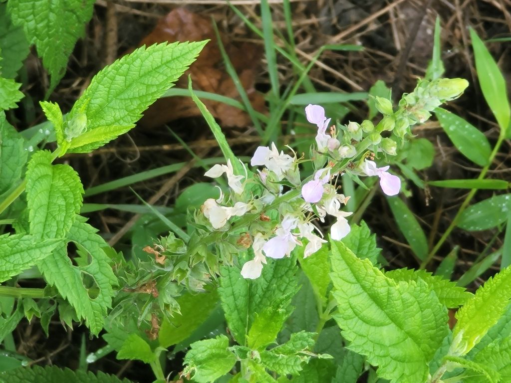 American germander (Teucrium canadense)