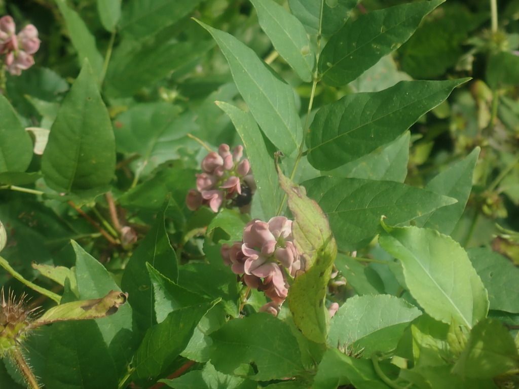 American groundnut (Apios americana)