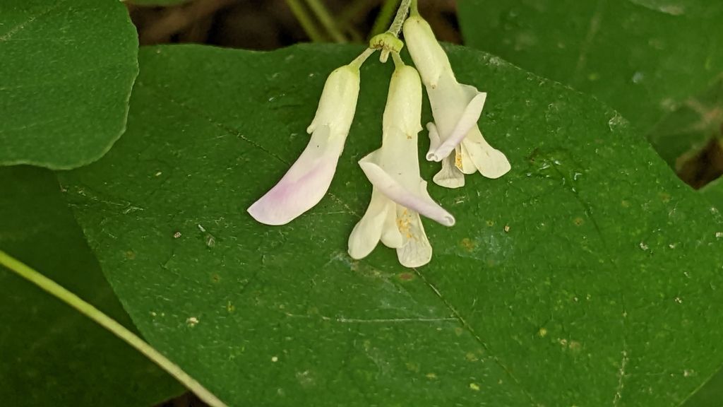 American hog-peanut (Amphicarpaea bracteata)