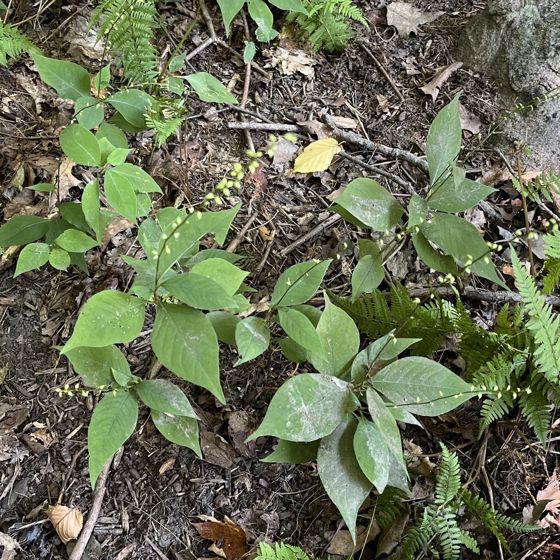 American jumpseed (Persicaria virginiana)