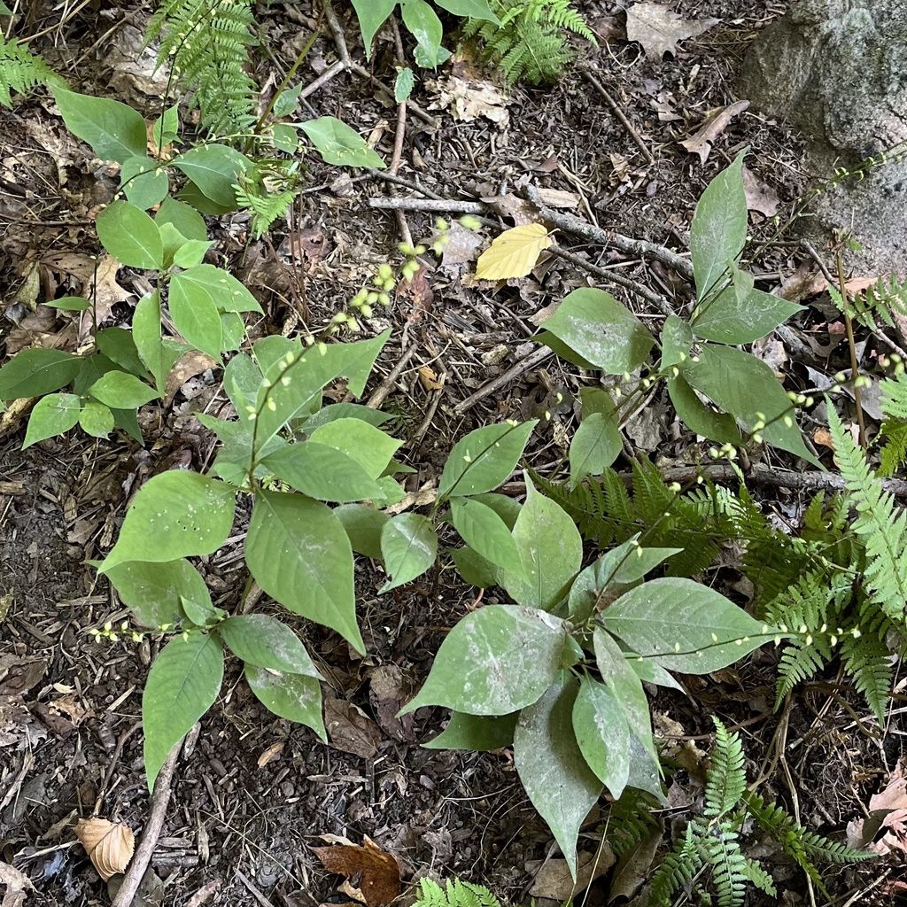 American jumpseed (Persicaria virginiana)