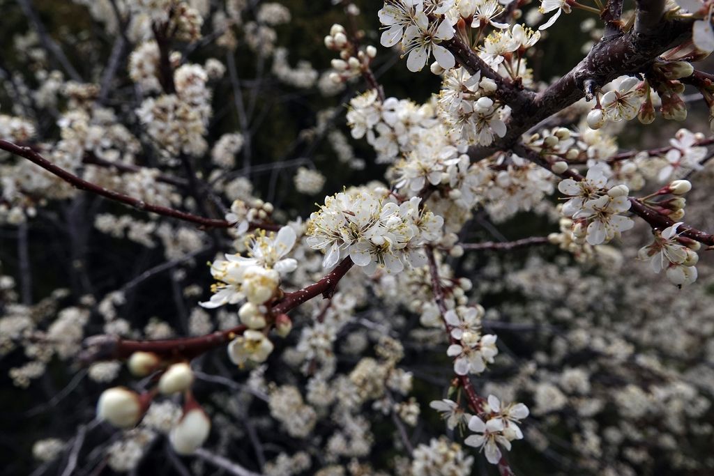 American plum (Prunus americana)