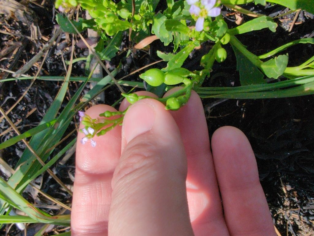 American searocket (Cakile edentula)