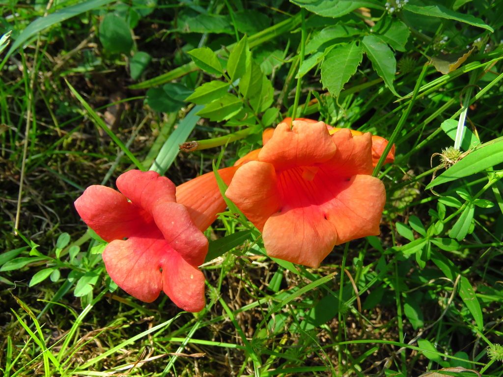 American trumpet vine (Campsis radicans)