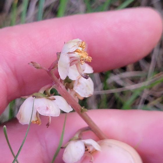American wintergreen (Pyrola americana)