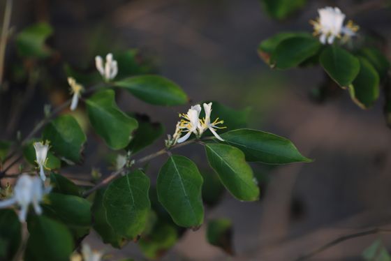 Amur honeysuckle (Lonicera maackii)