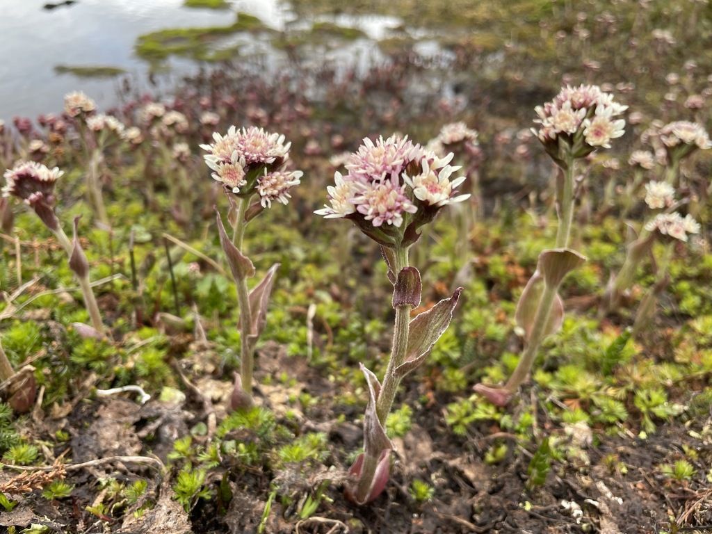 Arctic butterbur (Petasites frigidus)
