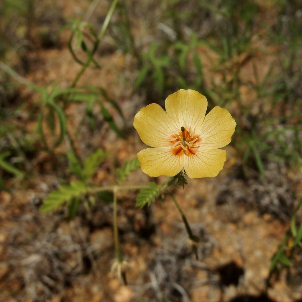 Arizona poppy (Kallstroemia grandiflora)