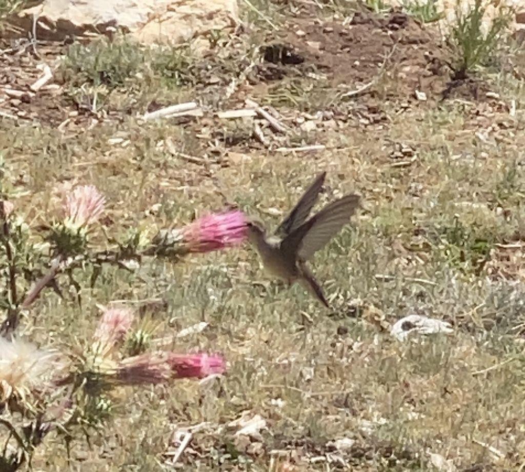 Arizona thistle (Cirsium arizonicum)