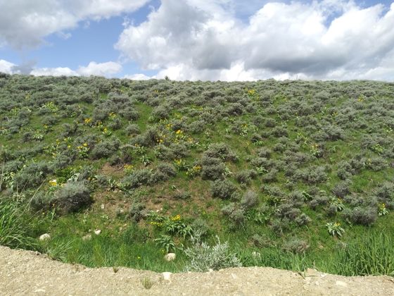 Arrowleaf balsamroot (Balsamorhiza sagittata)
