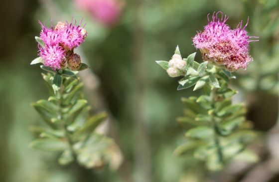 Arrowweed (Pluchea sericea)