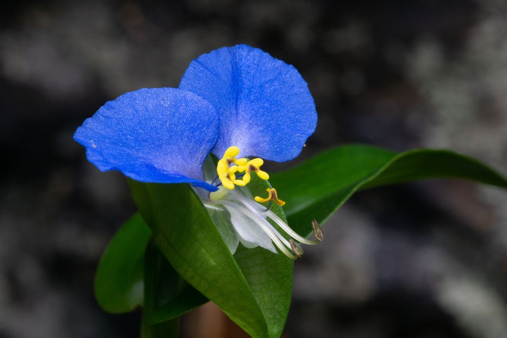 Asiatic dayflower (Commelina communis)