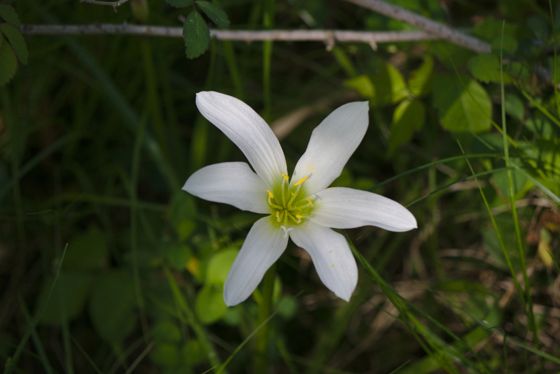 Atamasco lily (Zephyranthes atamasco)