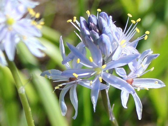 Atlantic camas (Camassia scilloides)