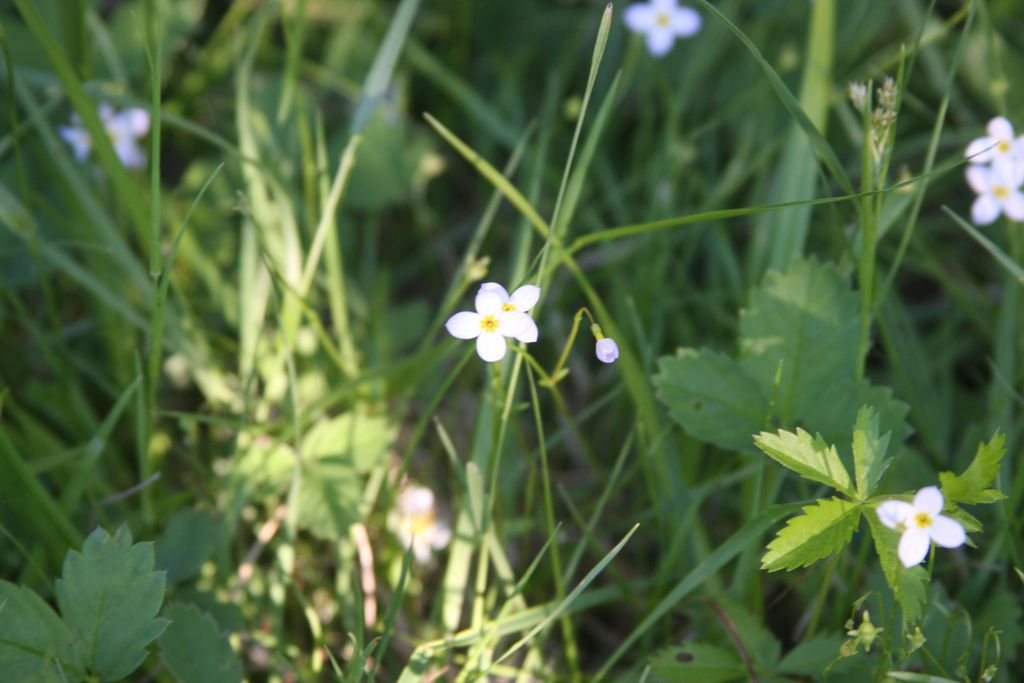 Azure bluet (Houstonia caerulea)