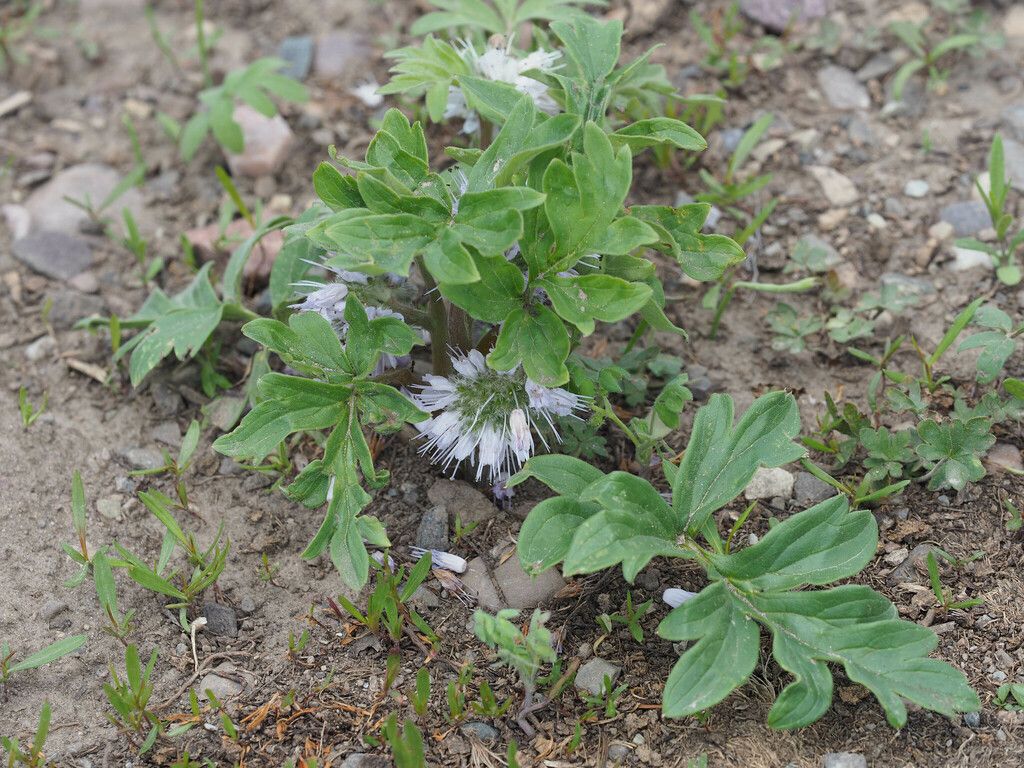 Ballhead waterleaf (Hydrophyllum capitatum)