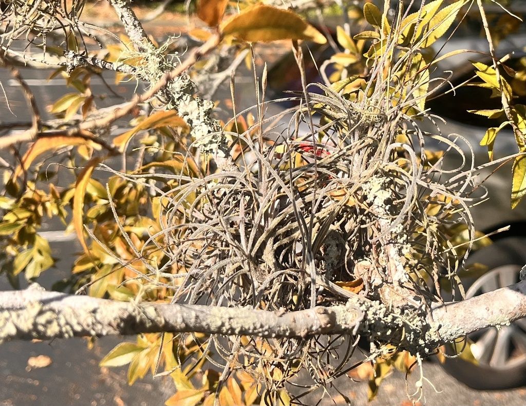 Ballmoss (Tillandsia recurvata)