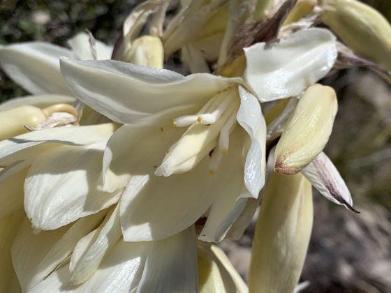 Banana yucca (Yucca baccata)