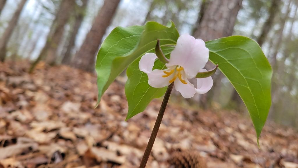 Bashful wakerobin (Trillium catesbaei)