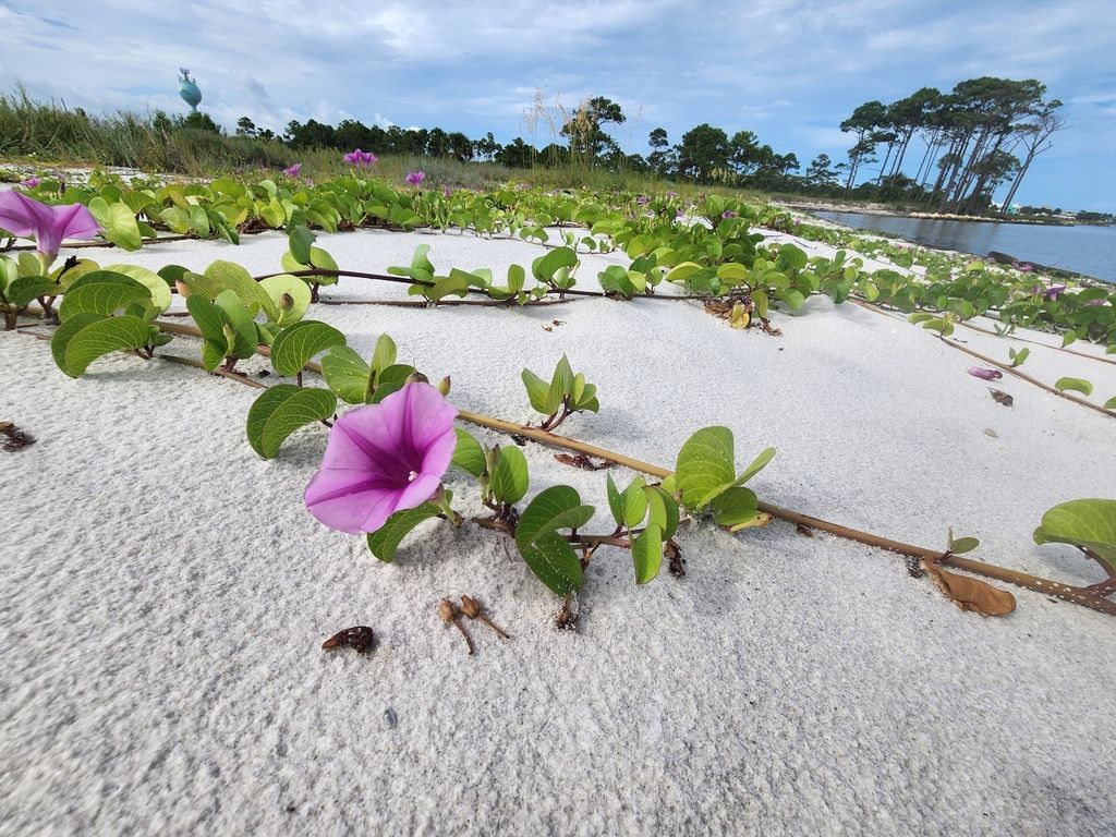 Beach morning glory (Ipomoea pes-caprae)