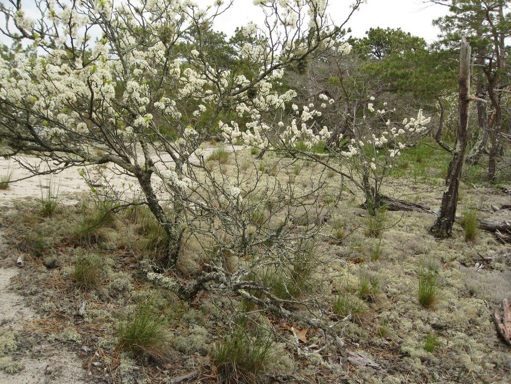 Beach plum (Prunus maritima)
