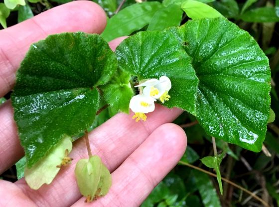 Bearded begonia (Begonia hirtella)