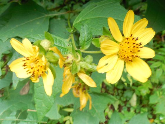 Bear's foot (Smallanthus uvedalia)