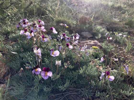 Beckwith's violet (Viola beckwithii)