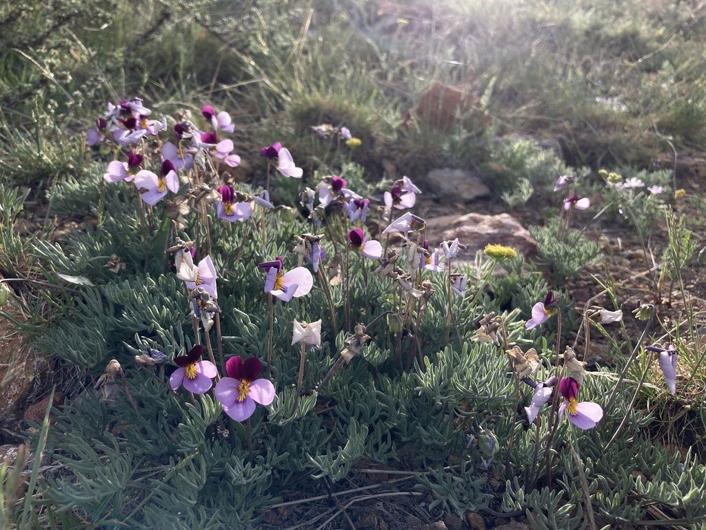 Beckwith's violet (Viola beckwithii)