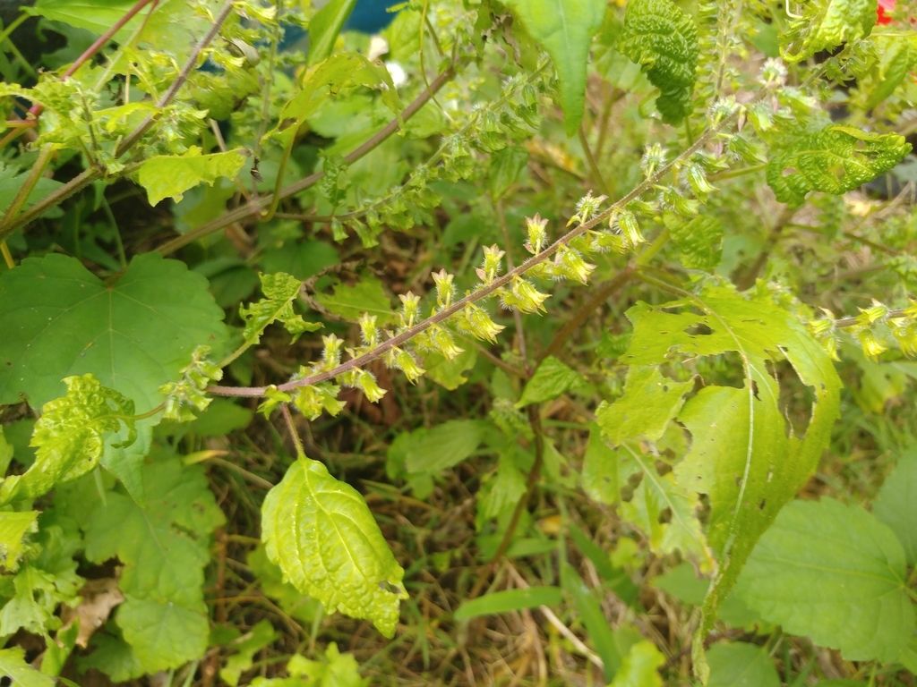 Beefsteak plant (Perilla frutescens)