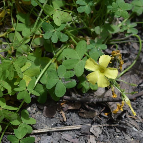 Bermuda buttercup (Oxalis pes-caprae)