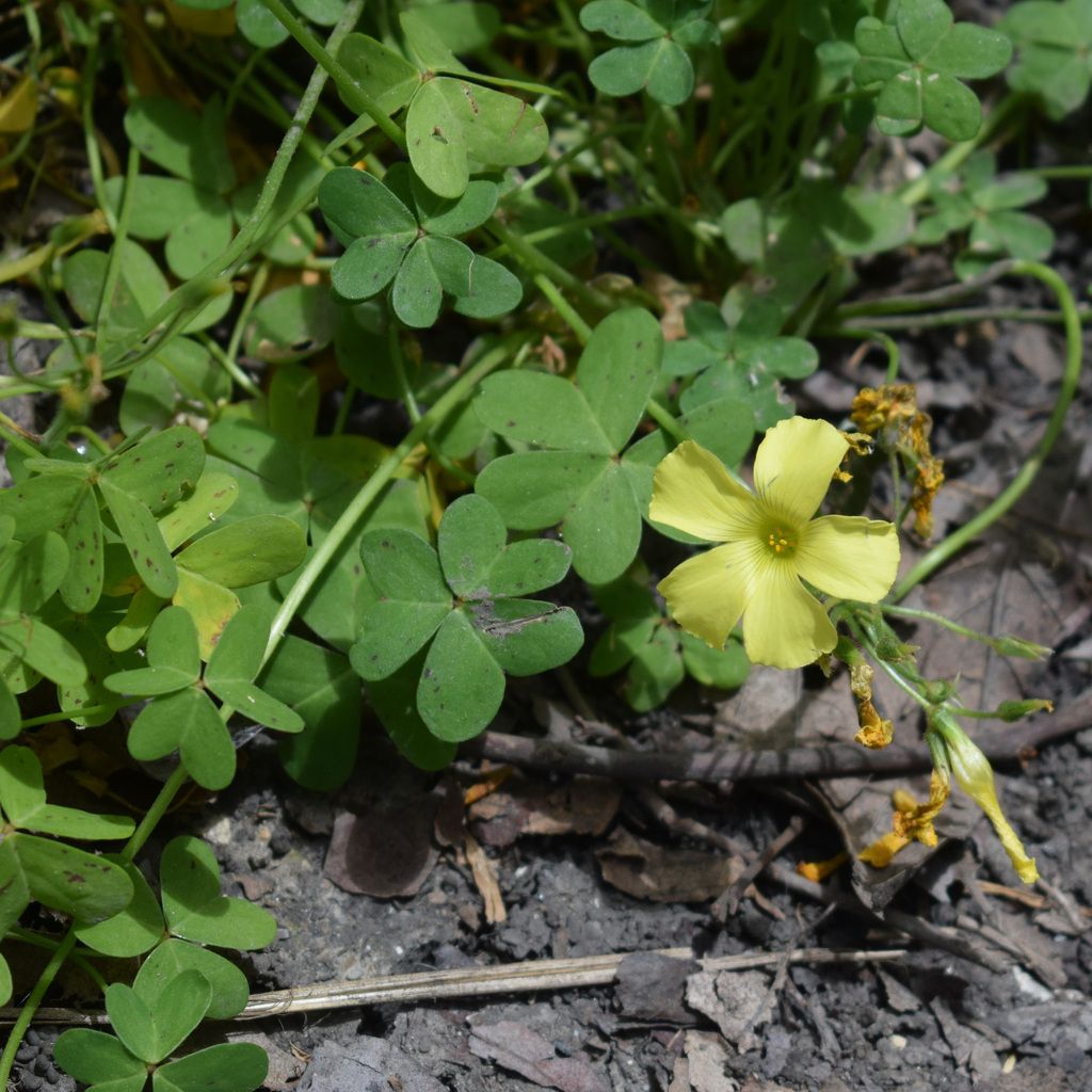 Bermuda buttercup (Oxalis pes-caprae)