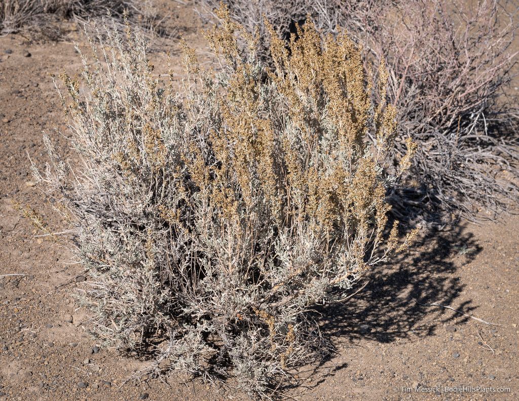 Big sagebrush (Artemisia tridentata)