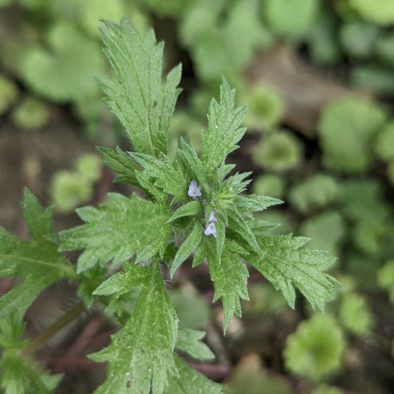 Bigbract verbena (Verbena bracteata)