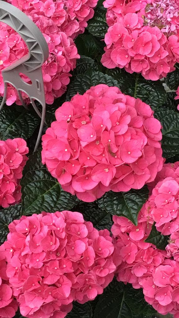 Bigleaf hydrangea (Hydrangea macrophylla)