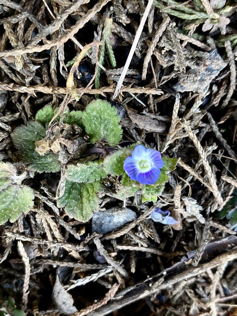 Bird's-eye speedwell (Veronica persica)