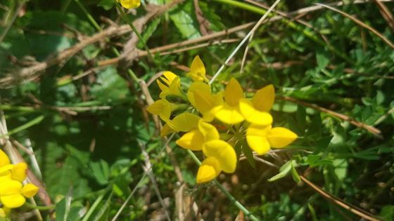Bird's-foot trefoil (Lotus corniculatus)