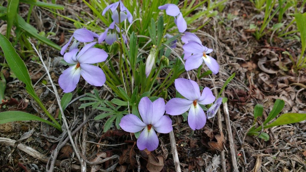 Bird's foot violet (Viola pedata)