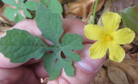 Bitter melon (Momordica charantia)